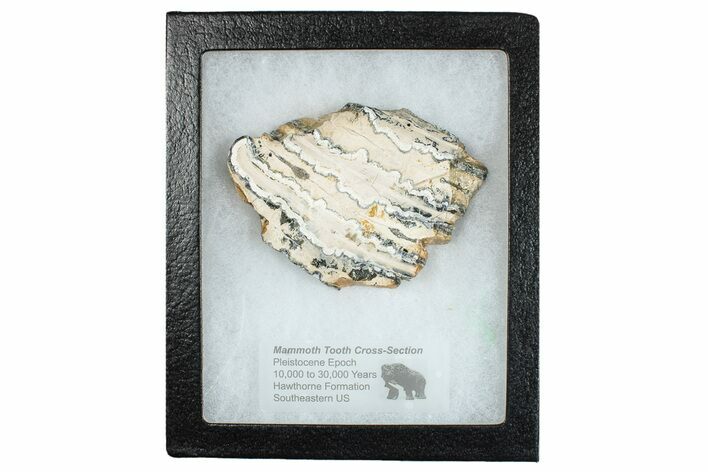 Mammoth Molar Slice With Case - South Carolina #291144